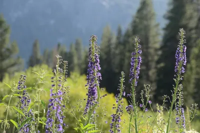 DSC_3533 (Large).JPG